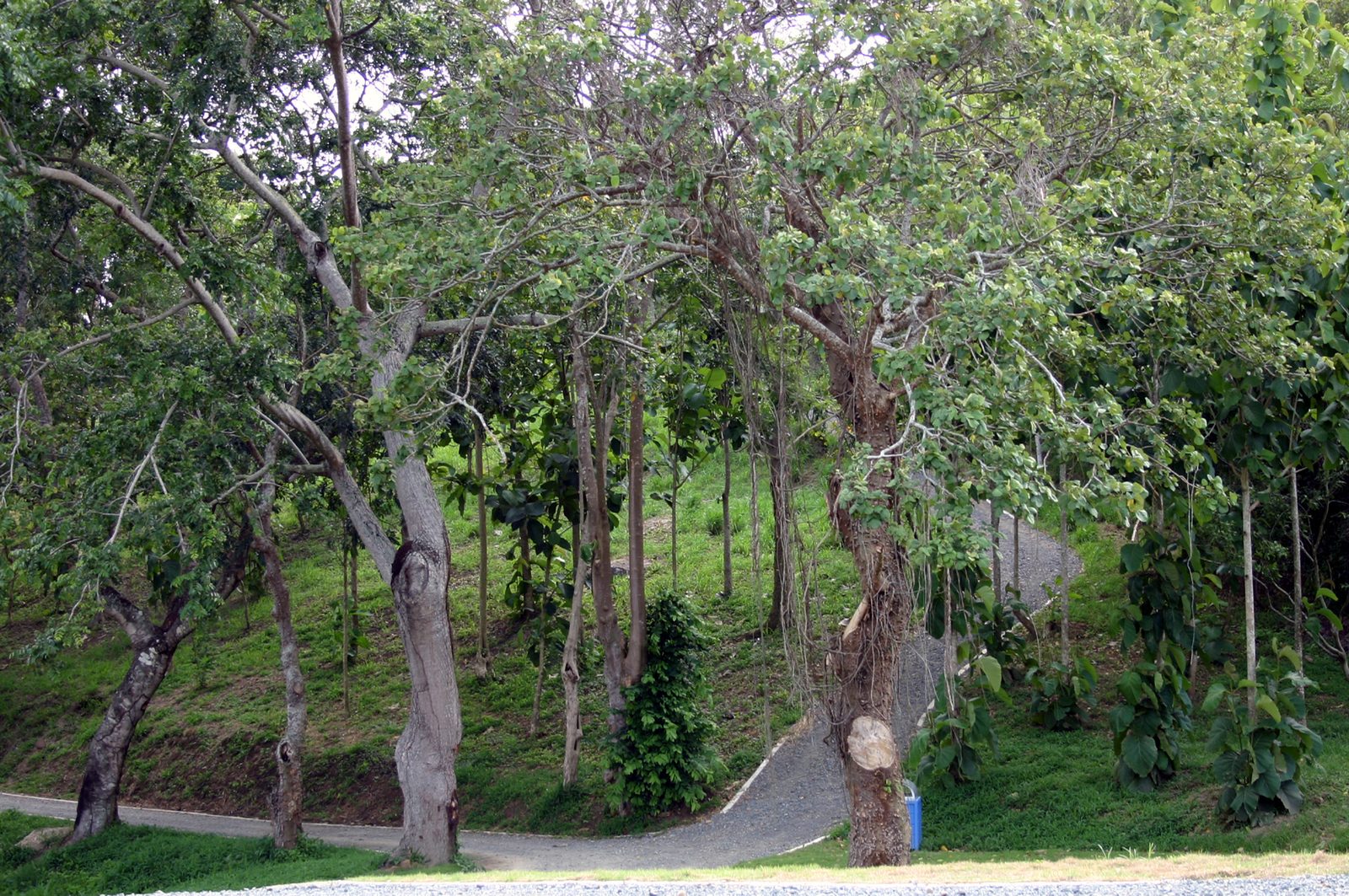 Jardín Botánico y Cultural William Miranda Marín